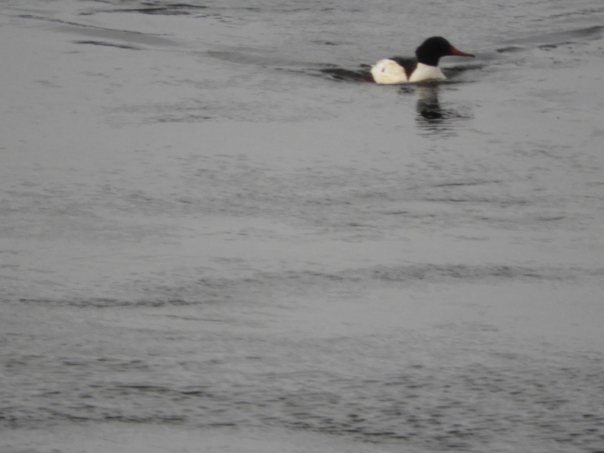 Zerra handia - ML613821170