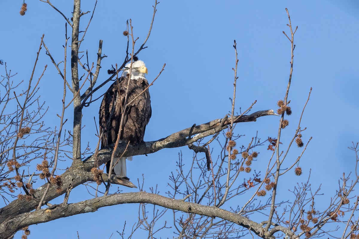 Bald Eagle - ML613821178