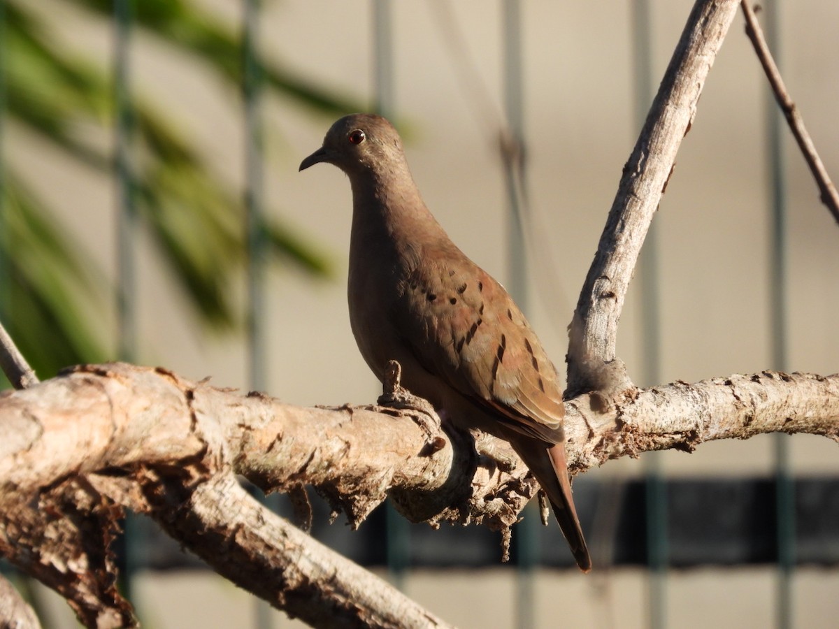 Ruddy Ground Dove - ML613821184