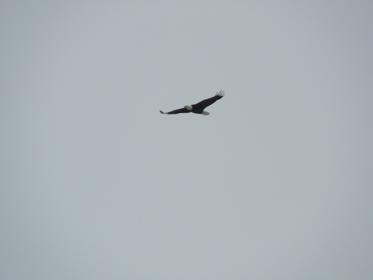 Itsas arrano buruzuria - ML613821209