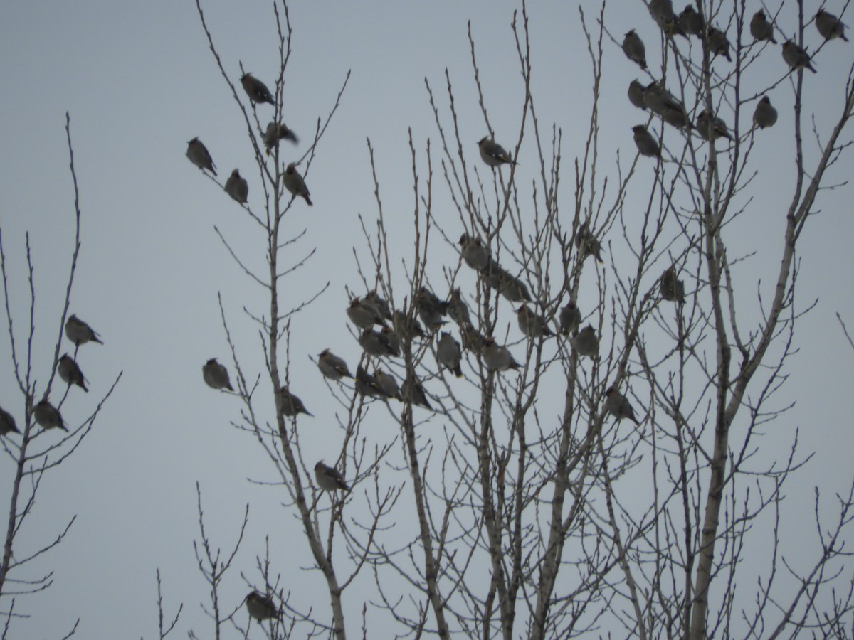 Buztanori boreala - ML613821231