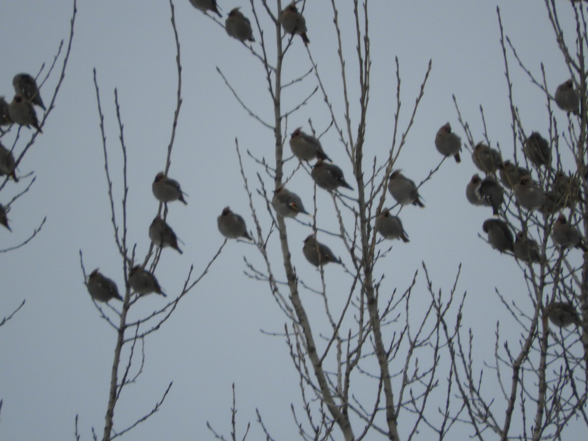 Buztanori boreala - ML613821232