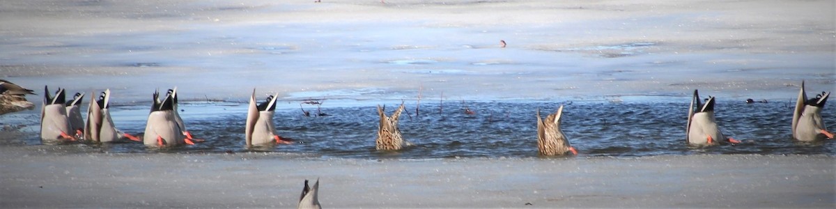 American Wigeon - ML613821257