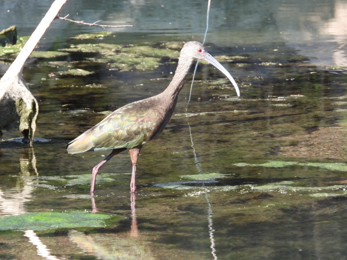 White-faced Ibis - ML613821261