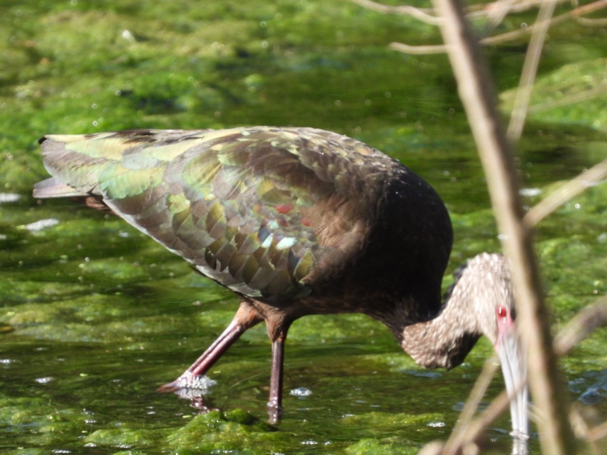 White-faced Ibis - ML613821262