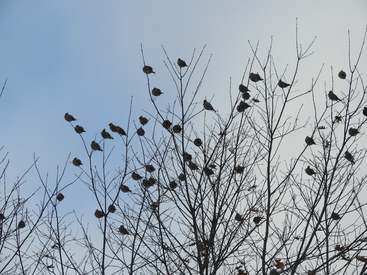 Buztanori boreala - ML613821263