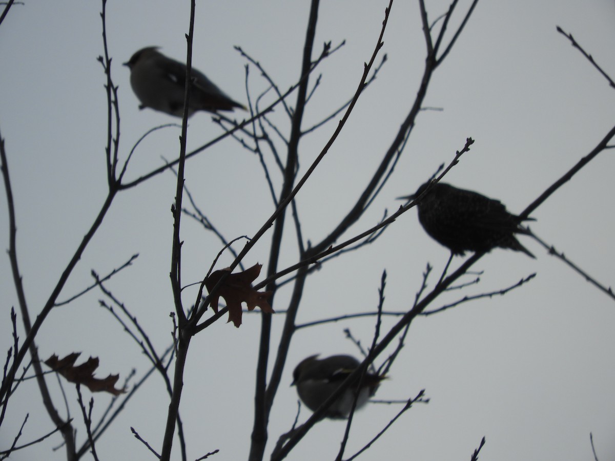 Arabazozo pikarta - ML613821269