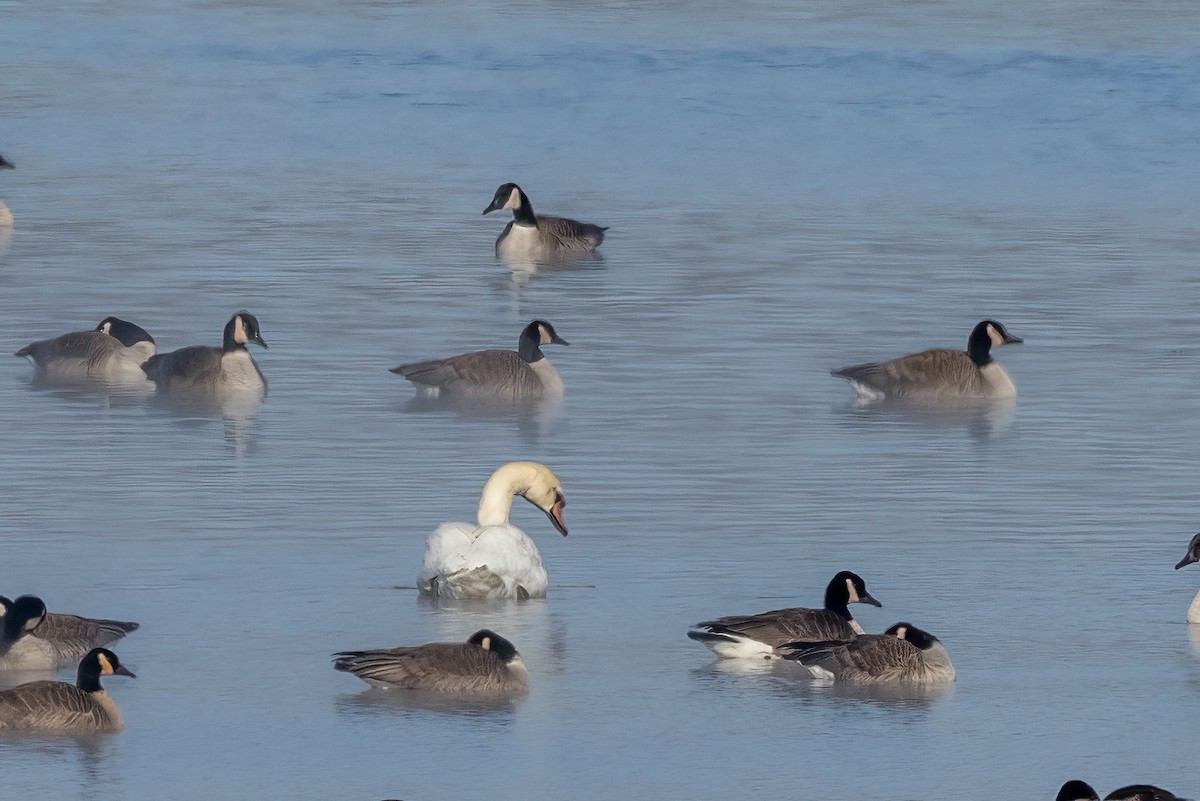 Mute Swan - ML613821280