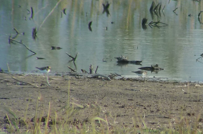 Temminck's Stint - ML613821281