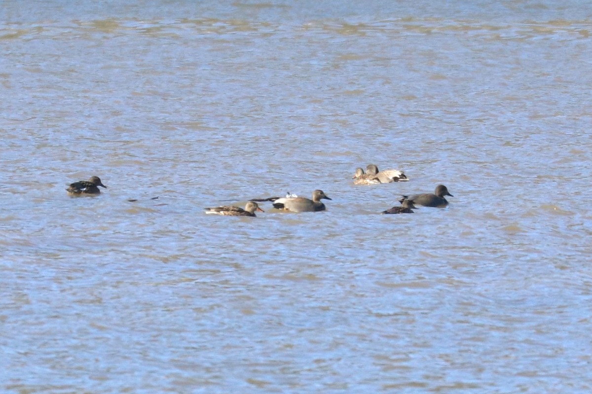 Gadwall - ML613821300