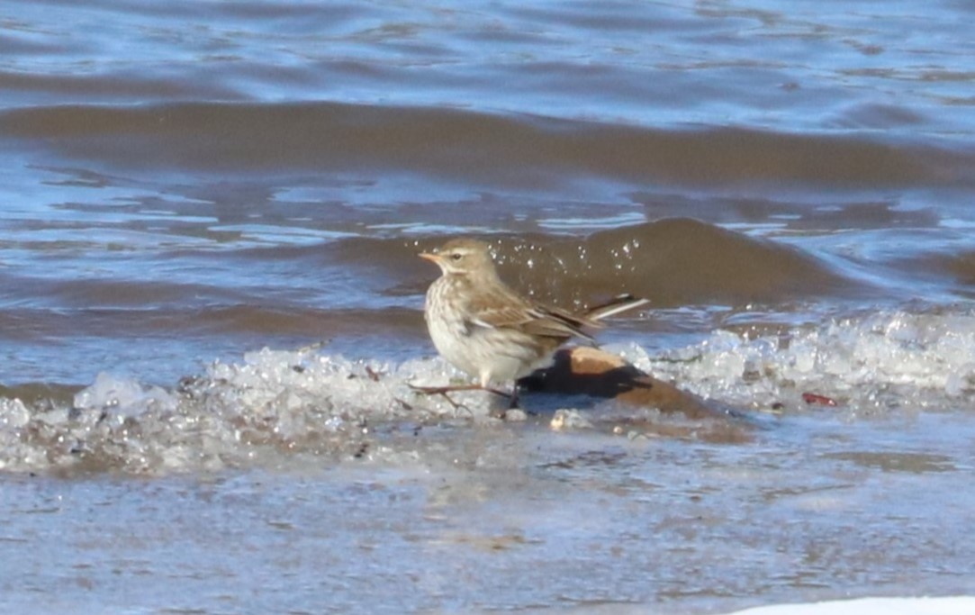 Water Pipit - ML613821303