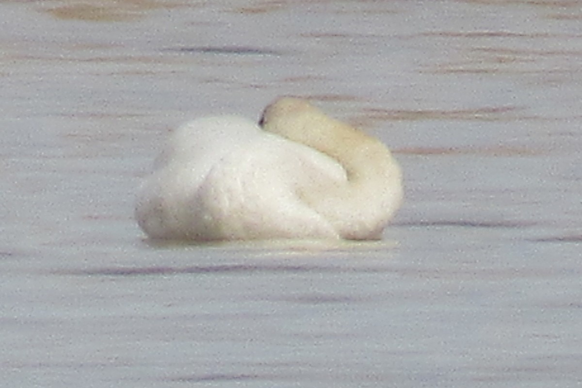 Trumpeter Swan - ML613821316