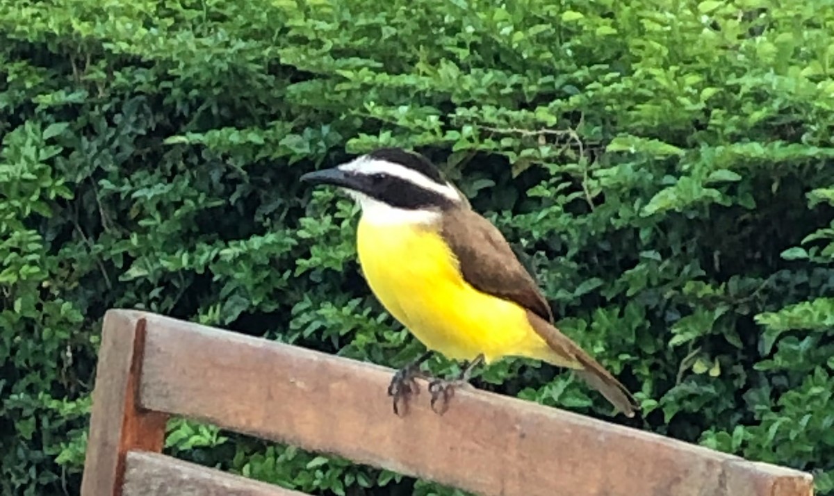 Great Kiskadee - ML613821362