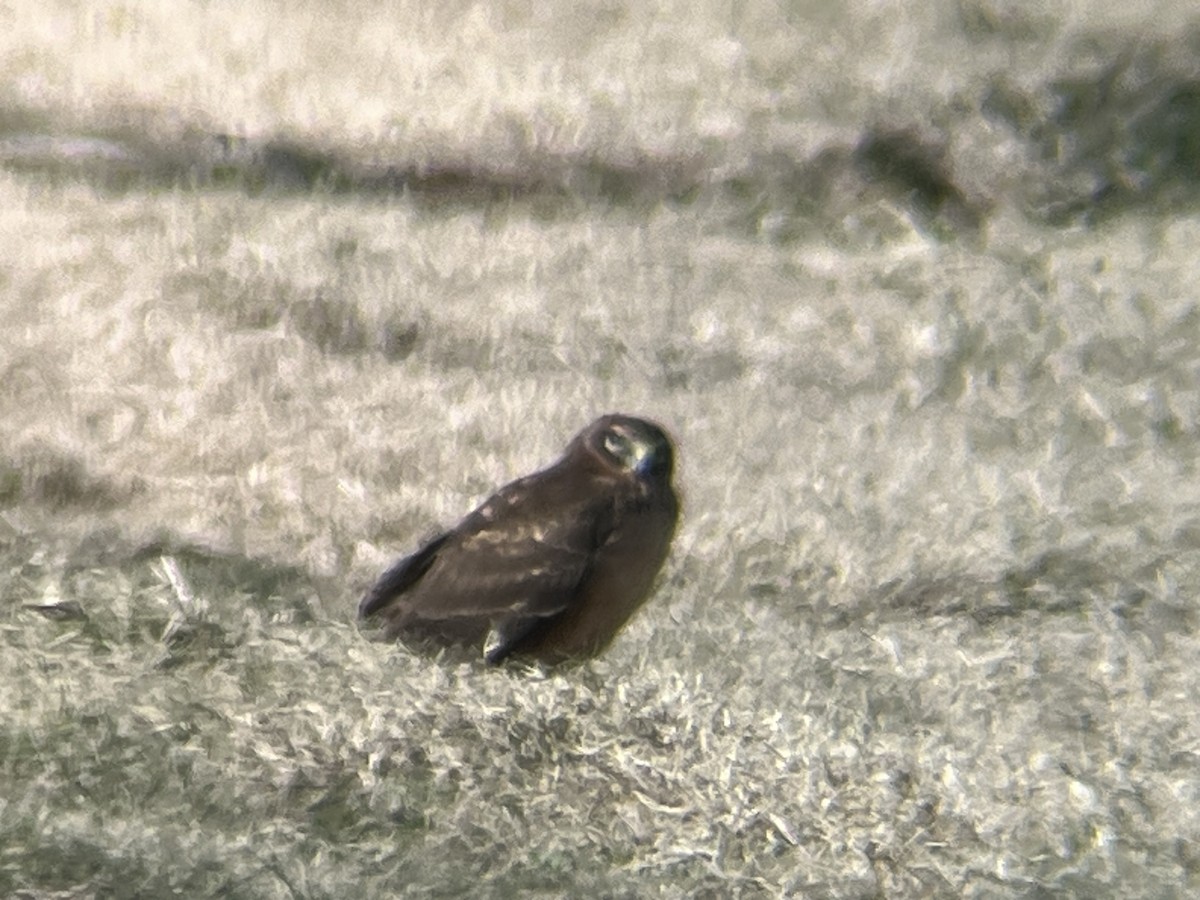 Northern Harrier - ML613821414