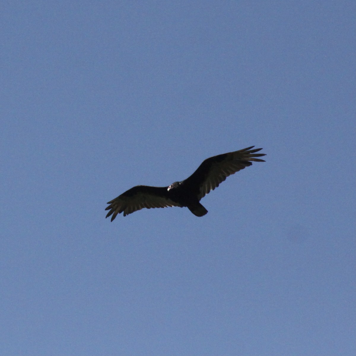 Turkey Vulture - alan mauer