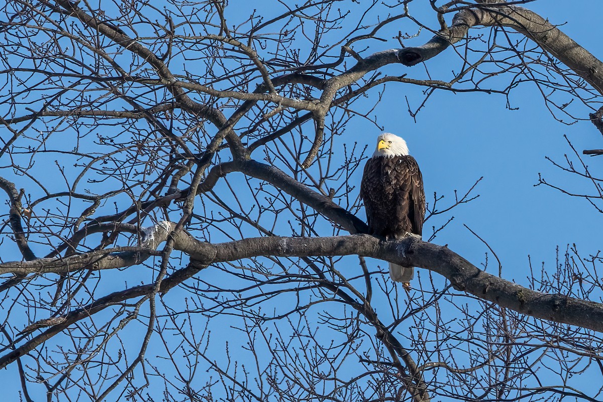 Bald Eagle - ML613821530