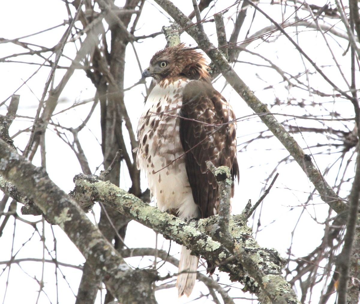 Red-tailed Hawk - ML613821597