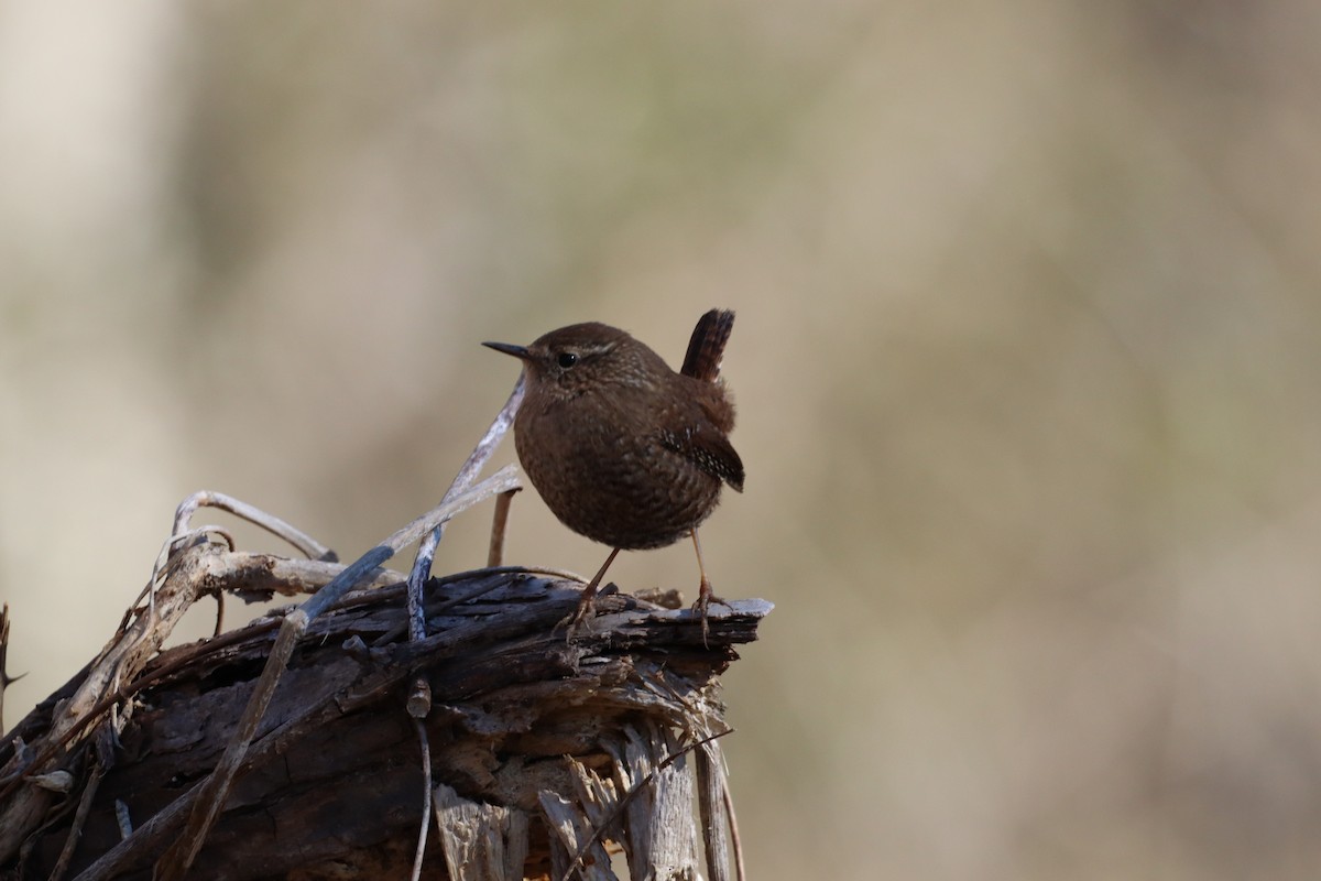 Winter Wren - ML613821608