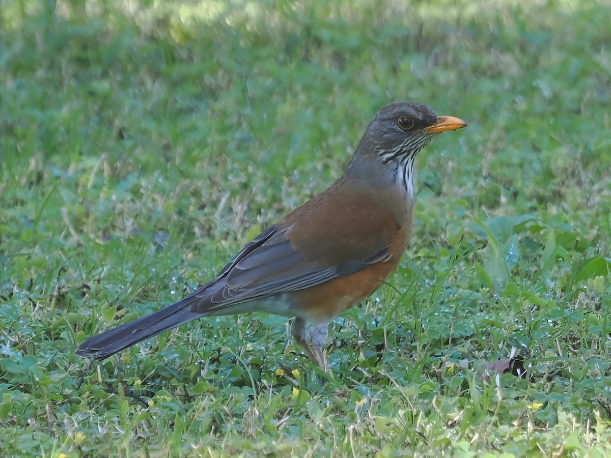 Rufous-backed Robin - ML613821647