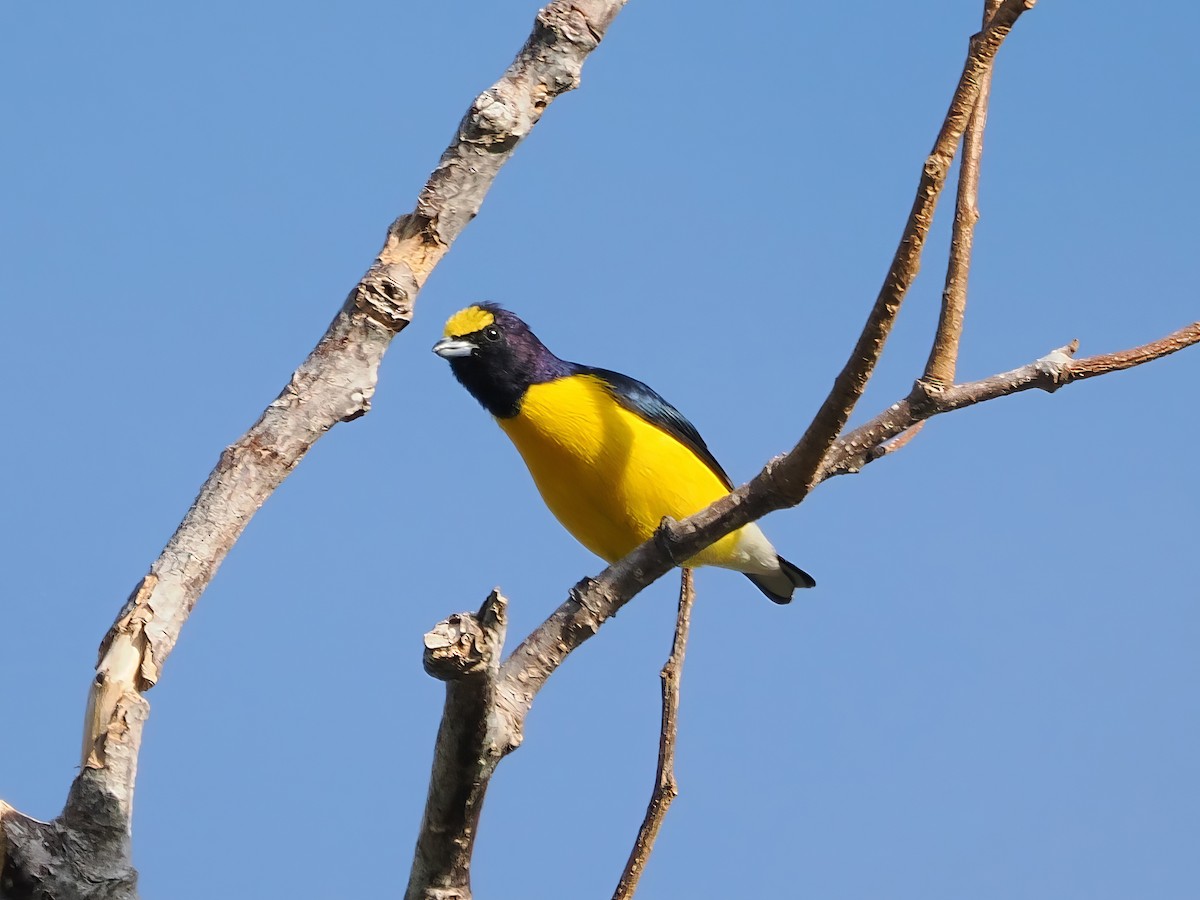 West Mexican Euphonia - ML613821686