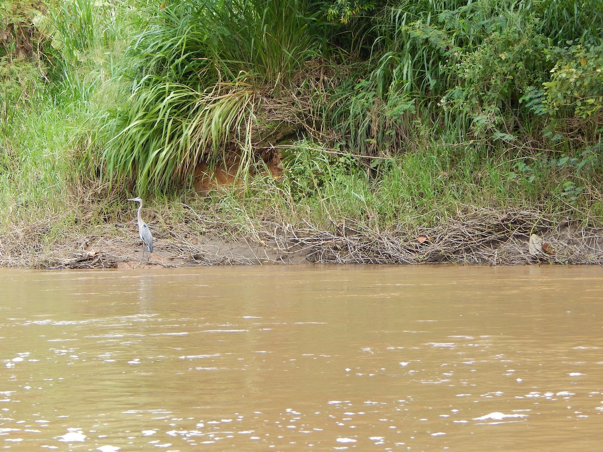 Great Blue Heron - ML613821711