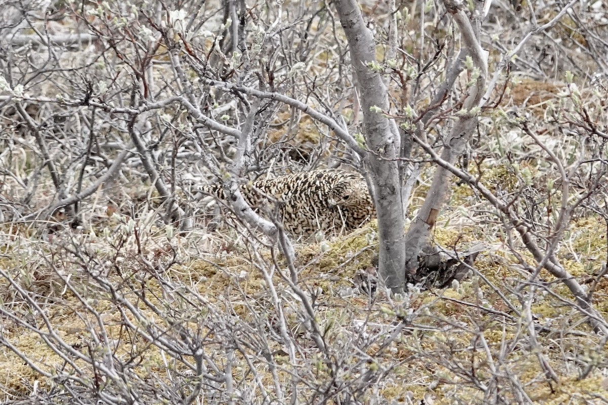 Rock Ptarmigan - ML613821756