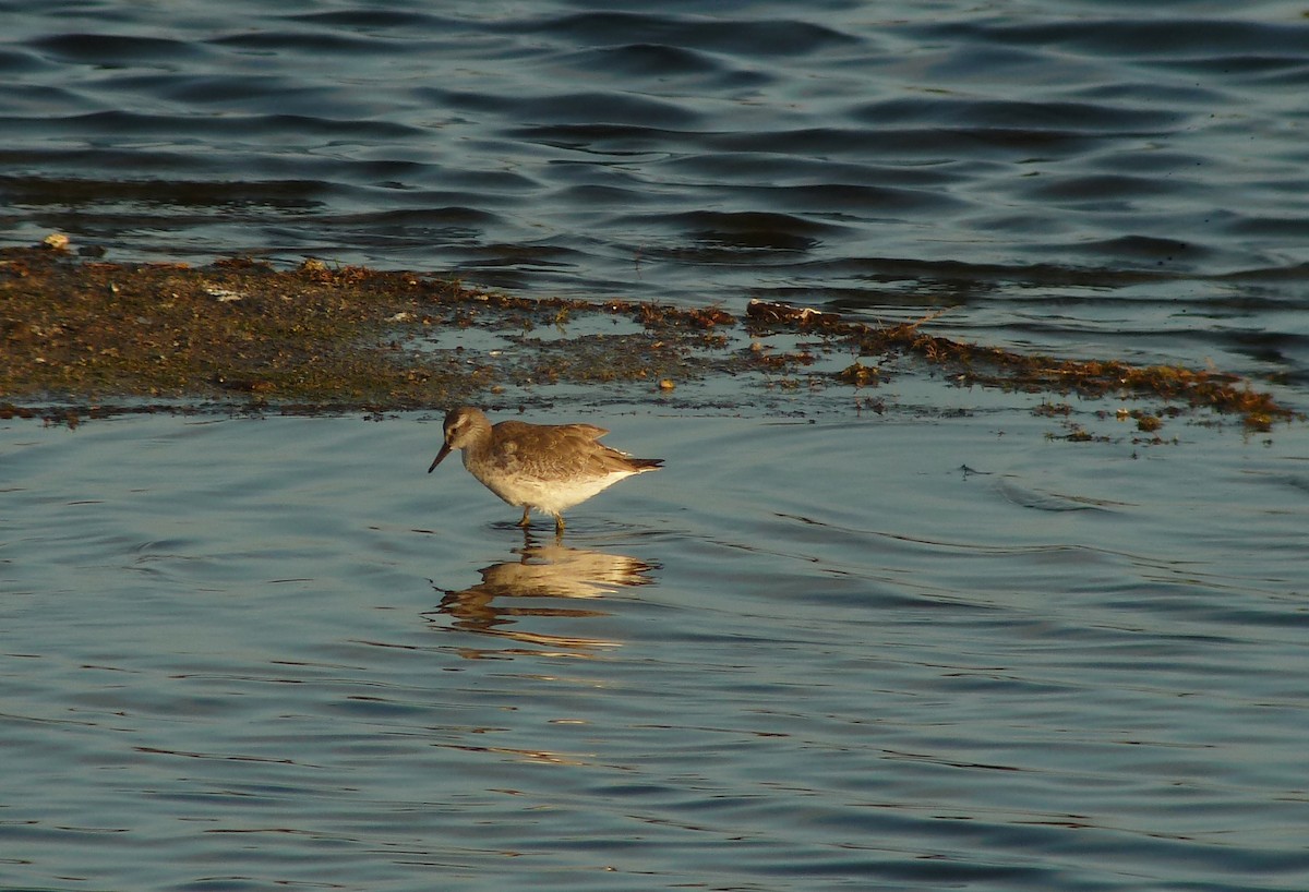 Red Knot - ML613821776