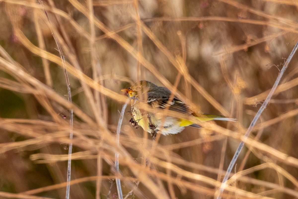 Western Tanager - ML613821798