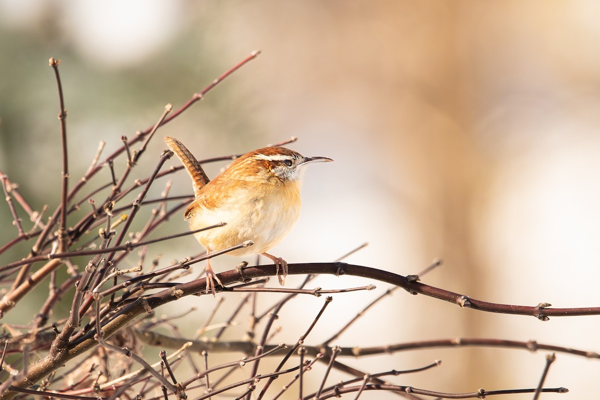 Carolina Wren - ML613821808