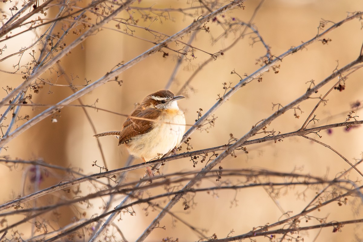 Carolina Wren - ML613821809