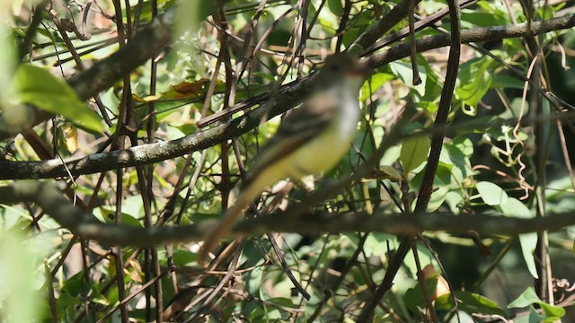 Nutting's Flycatcher - ML613821813