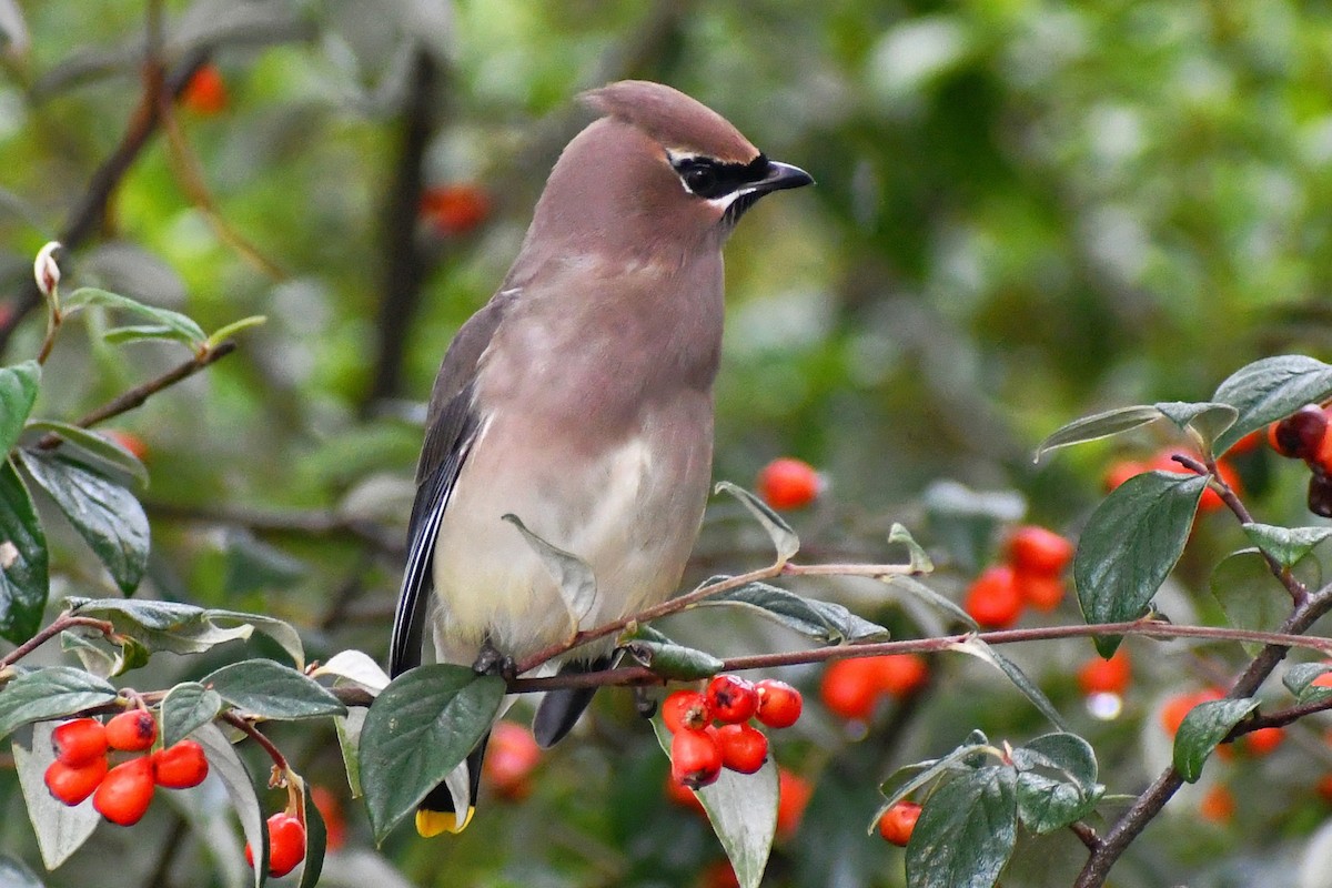 Cedar Waxwing - Phil Pickering