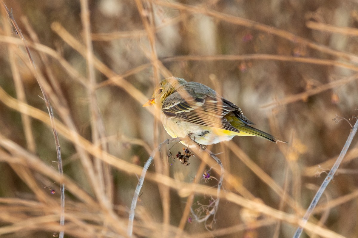 Western Tanager - ML613821829