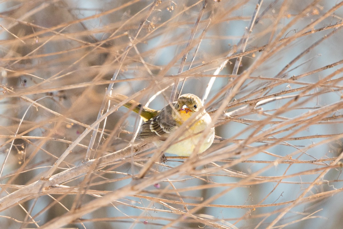 Western Tanager - ML613821832