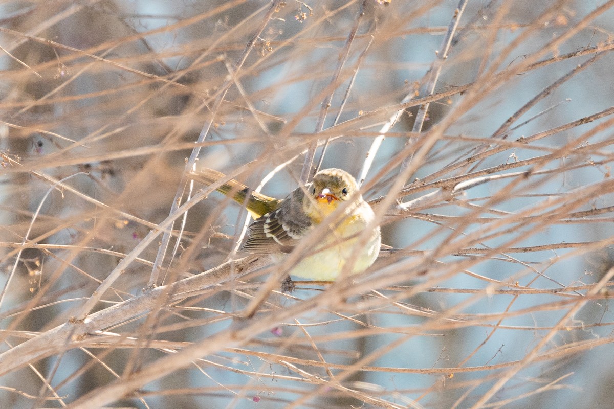 Western Tanager - ML613821833