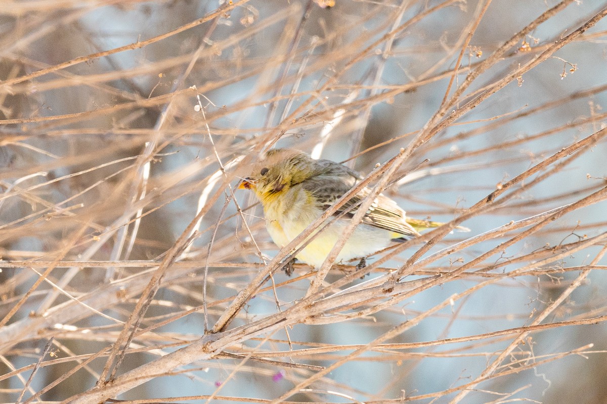 Western Tanager - ML613821834
