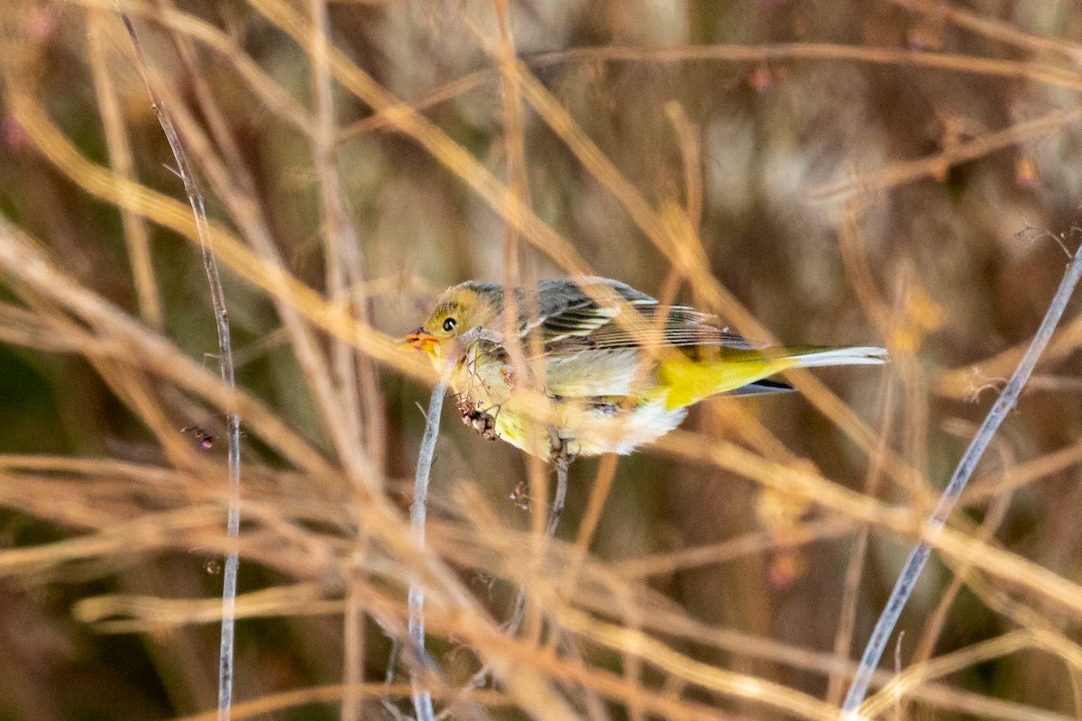 Western Tanager - ML613821835