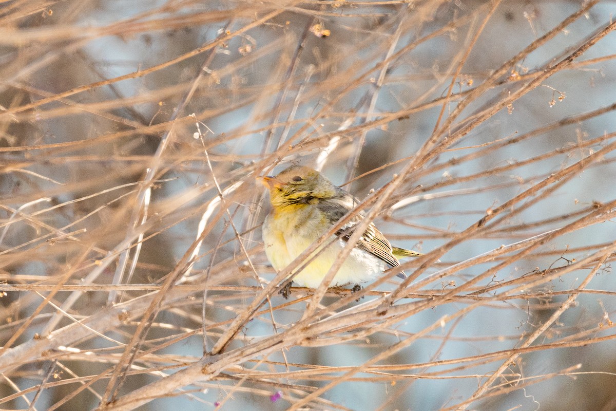 Western Tanager - ML613821836