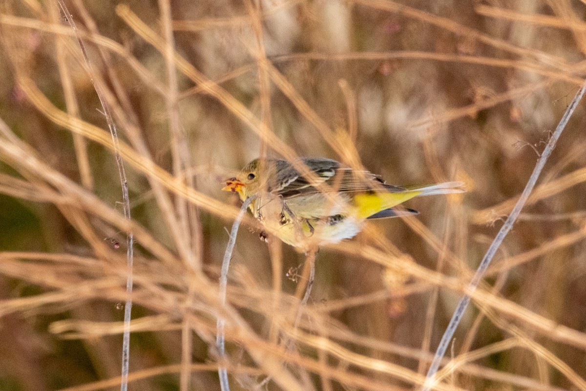 Western Tanager - ML613821838