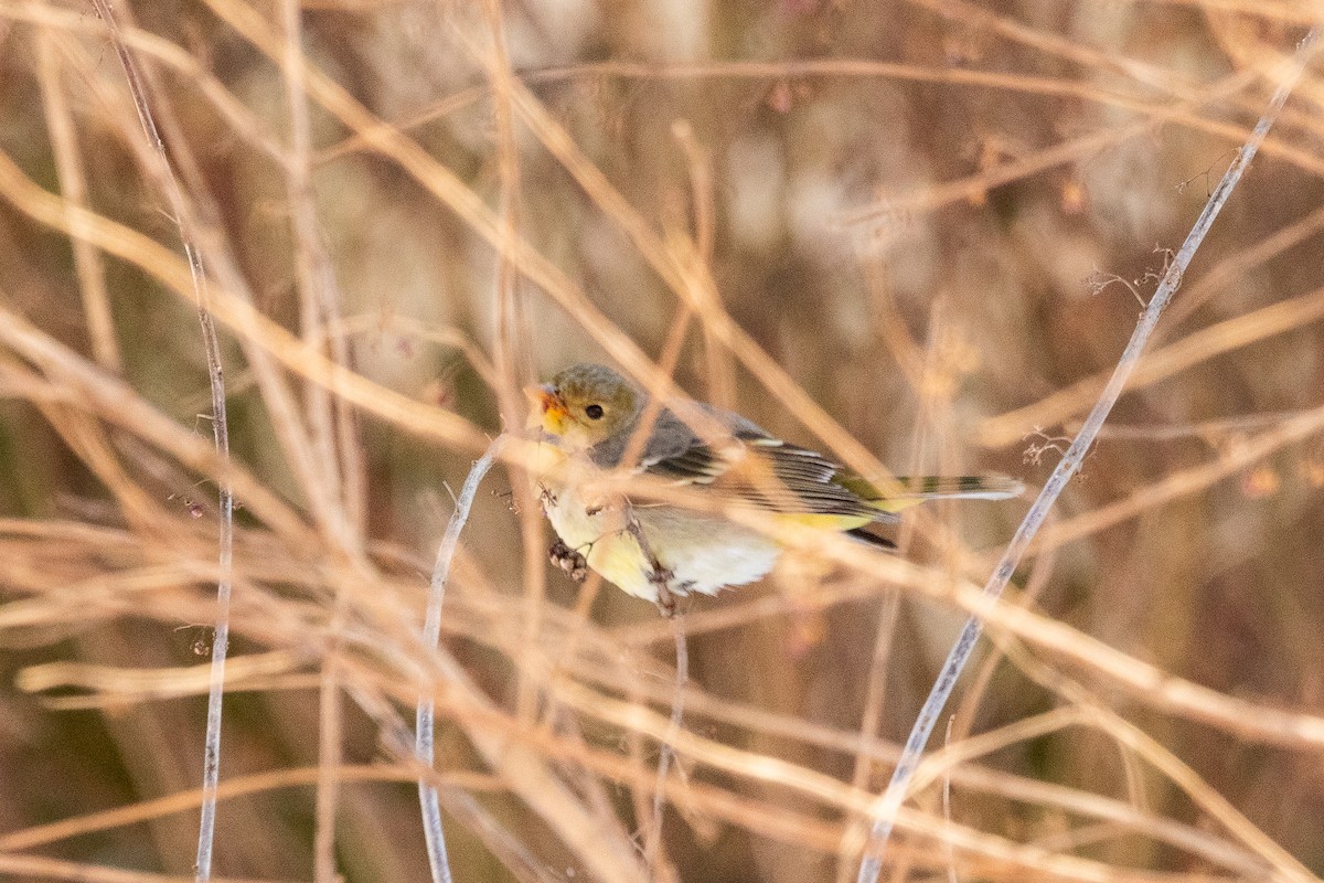 Western Tanager - ML613821839