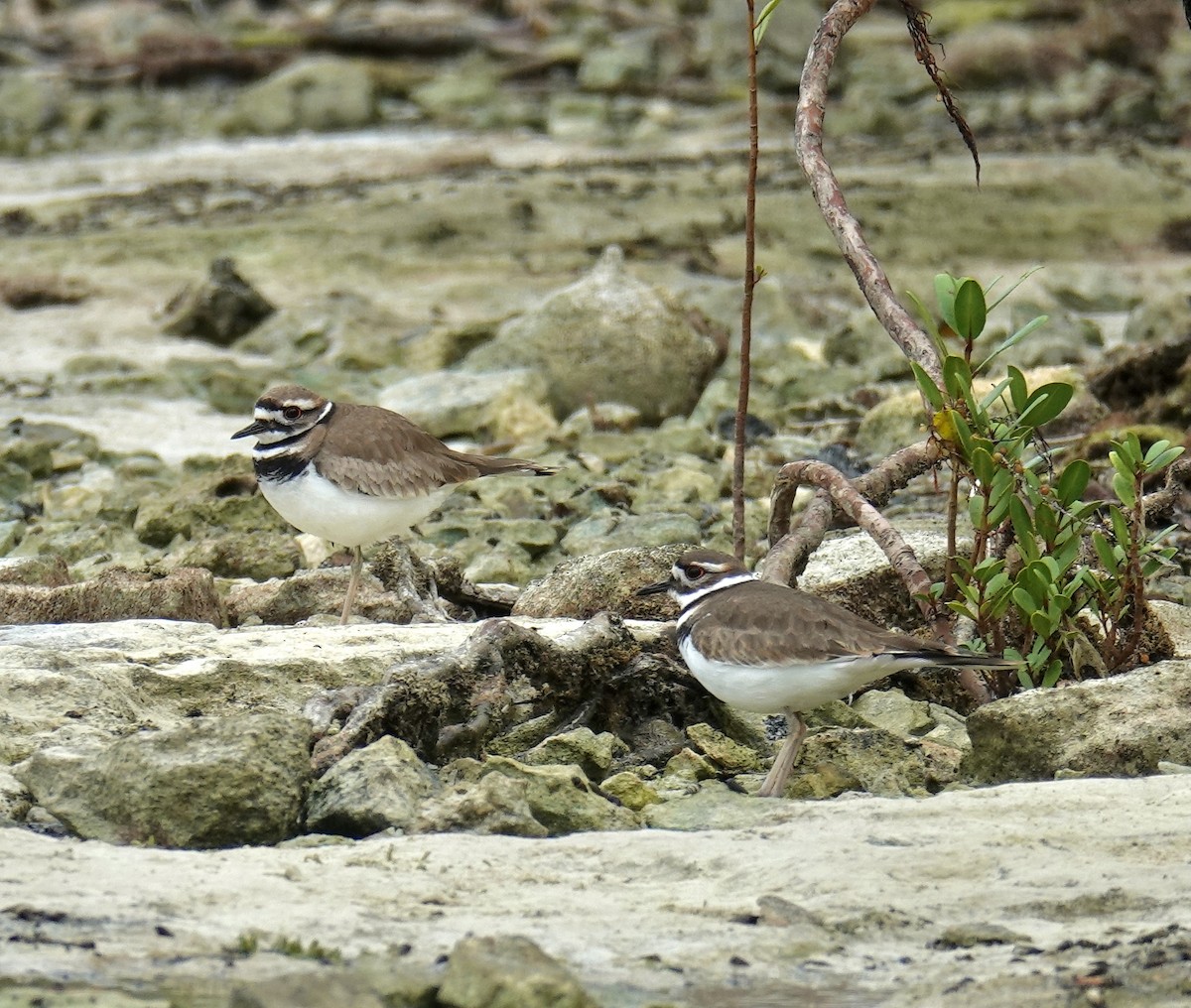 Killdeer - ML613821861