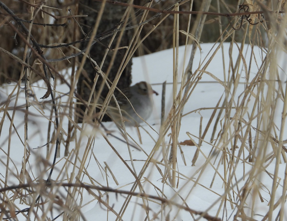 White-crowned Sparrow - ML613821885
