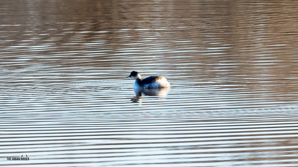 Eared Grebe - The Urban Birder