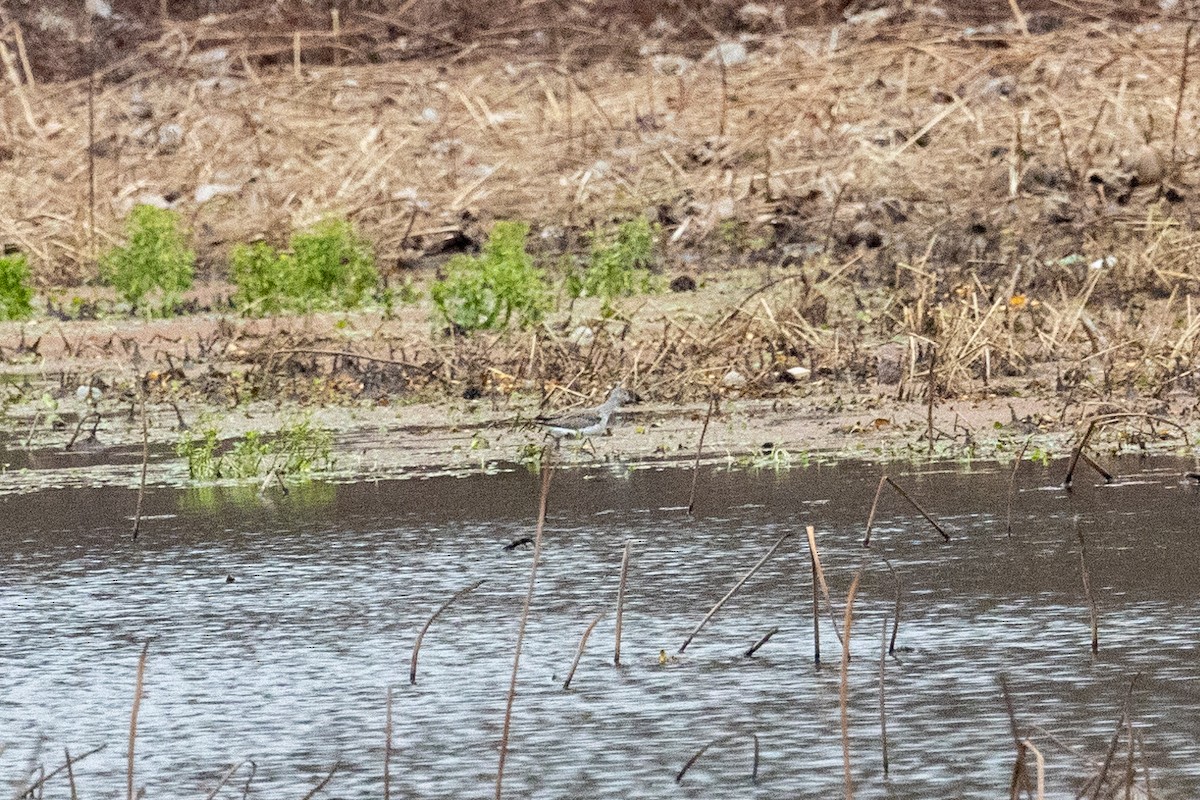 Greater Yellowlegs - ML613821909