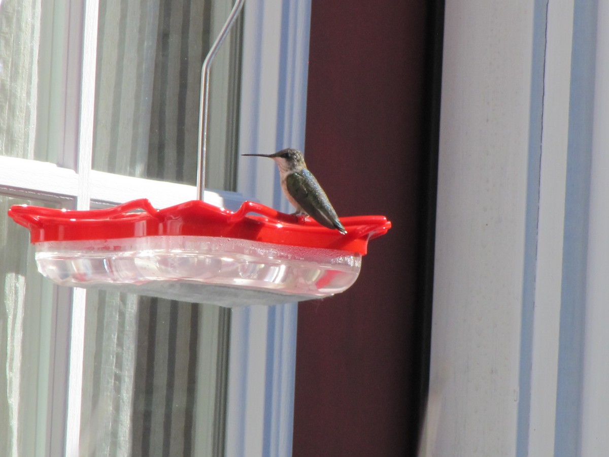 Ruby-throated Hummingbird - ML613821922