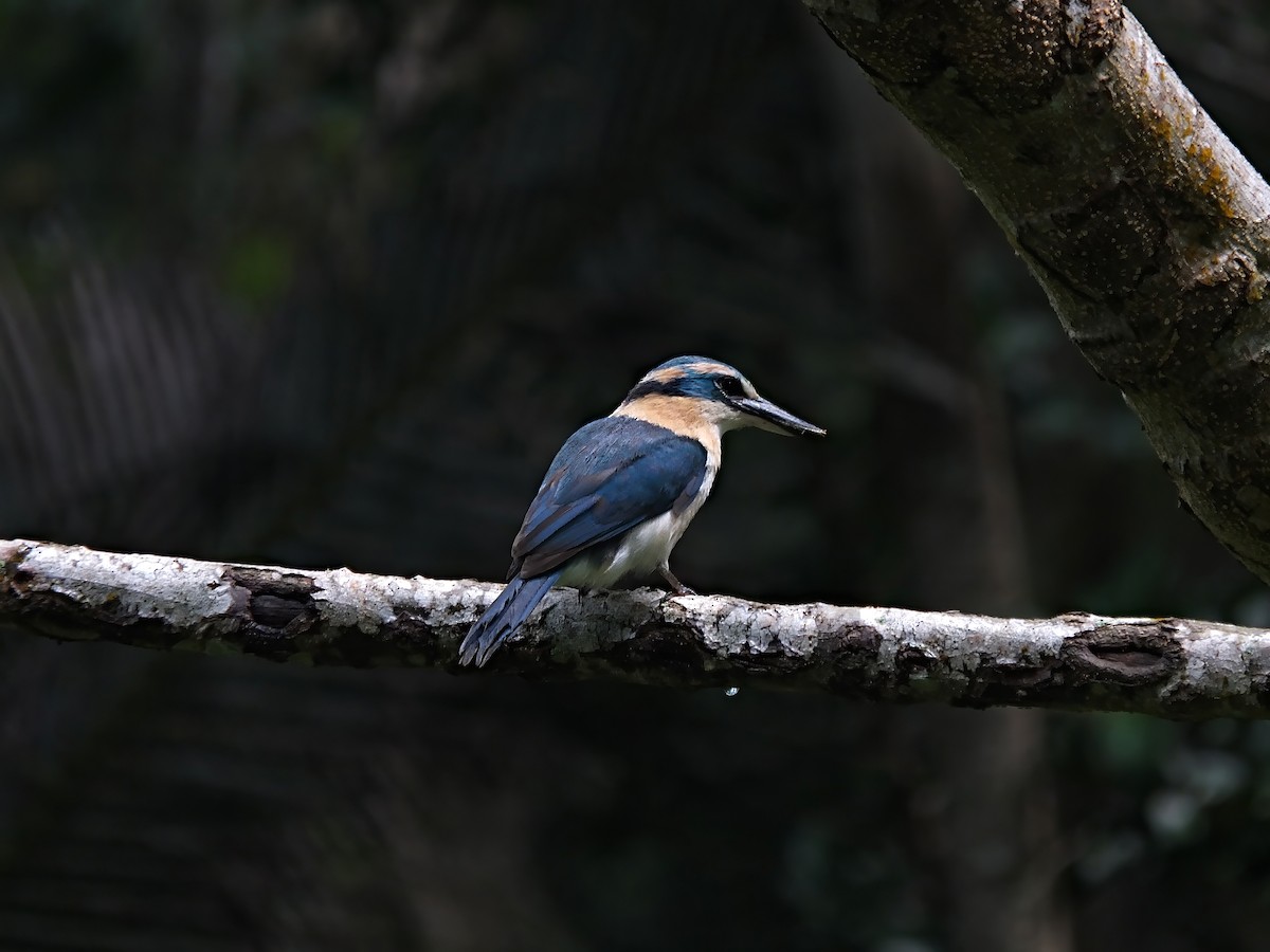 Mewing Kingfisher - Quentin Paynter