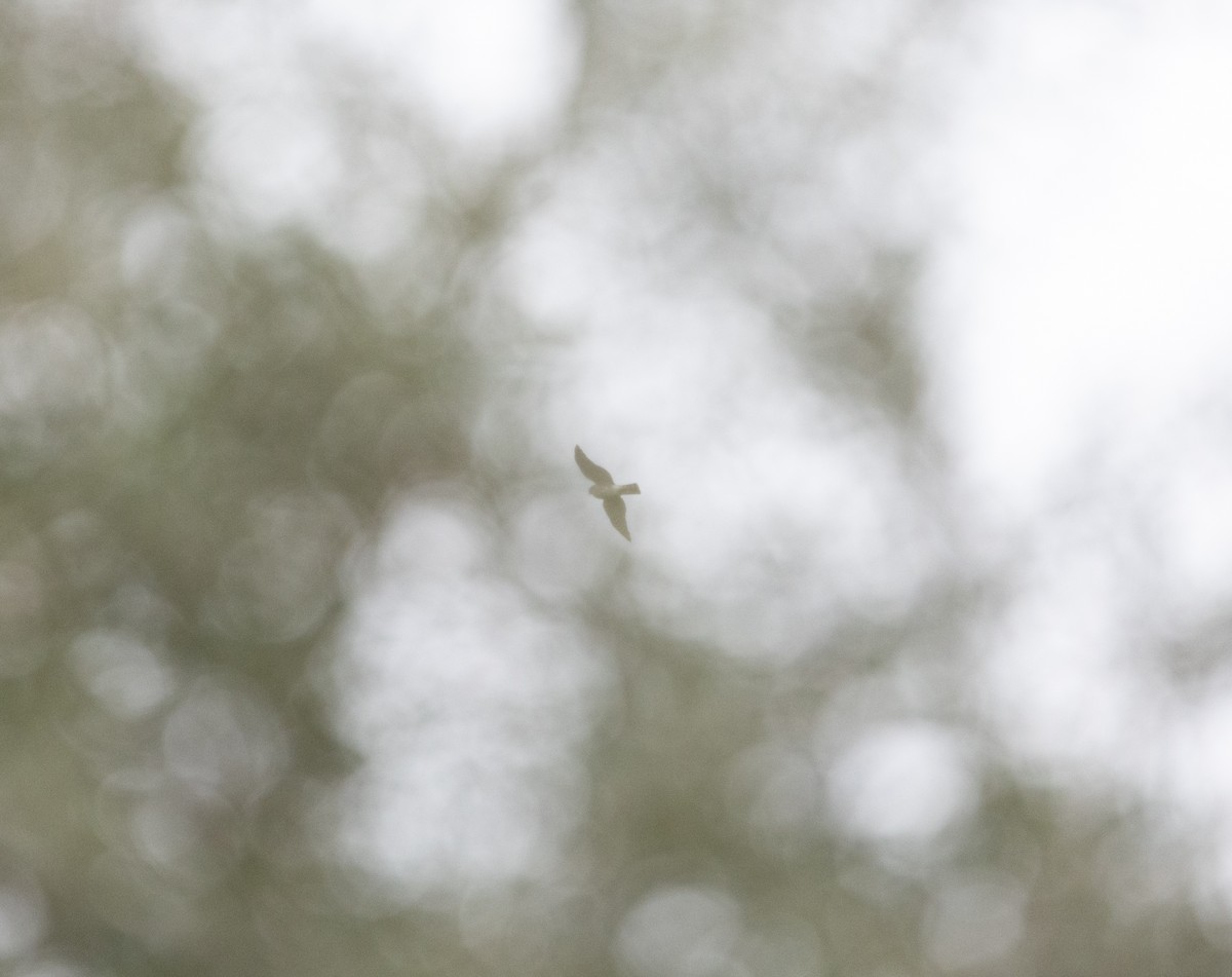 Sharp-shinned Hawk - ML613821930