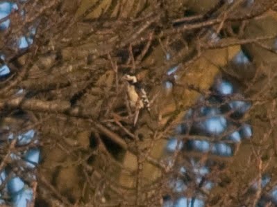 Lesser Spotted Woodpecker - ML613821934