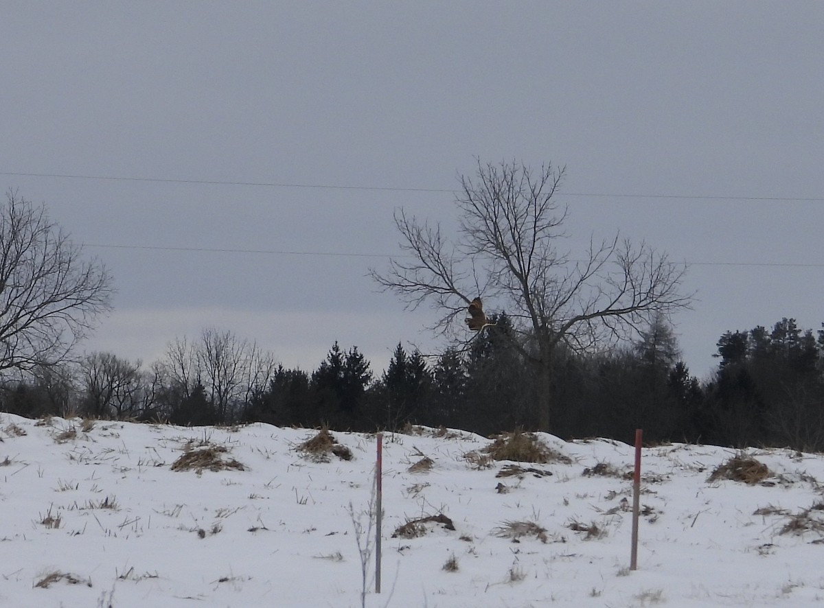 Short-eared Owl - ML613821978
