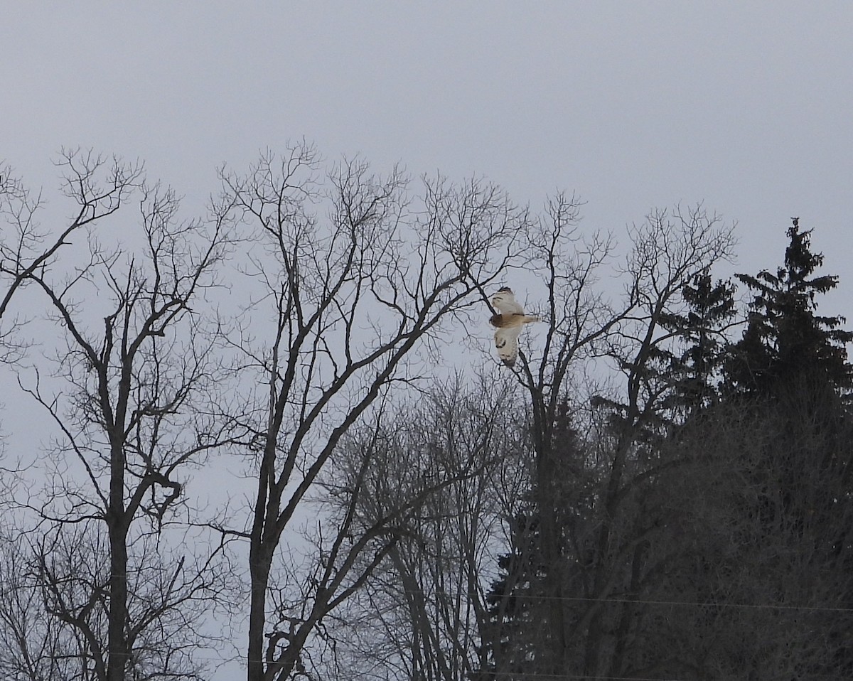 Short-eared Owl - ML613821979